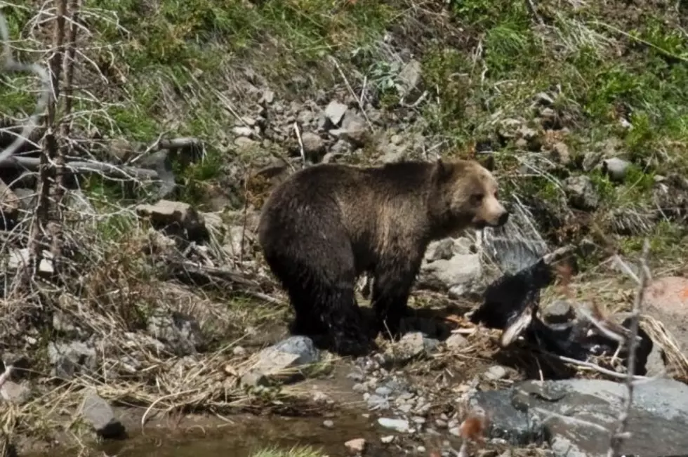 ‘Absolutely Foolish’ — Woman Sentenced For Approaching Bear In Yellowstone