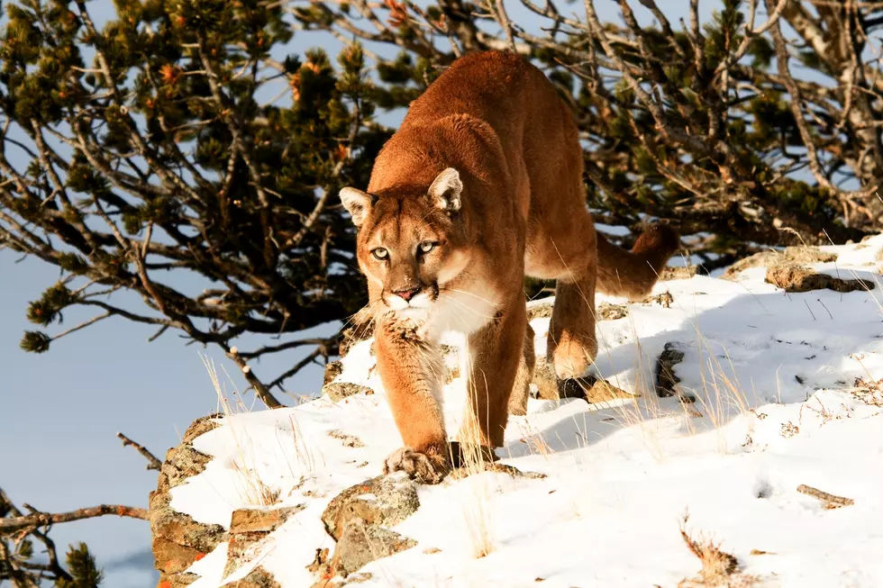 Hiker’s Death Sparks Safety Concerns In Mountain Lion Territory