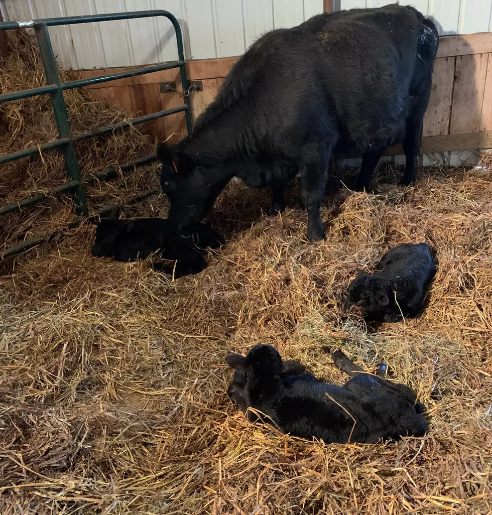Glenrock Cow Beats 1 In A Million Odds And Has Triplets Twice