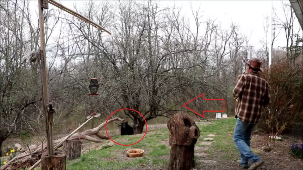 This Guy Scared Bears Away with Really Bad Saxophone Playing