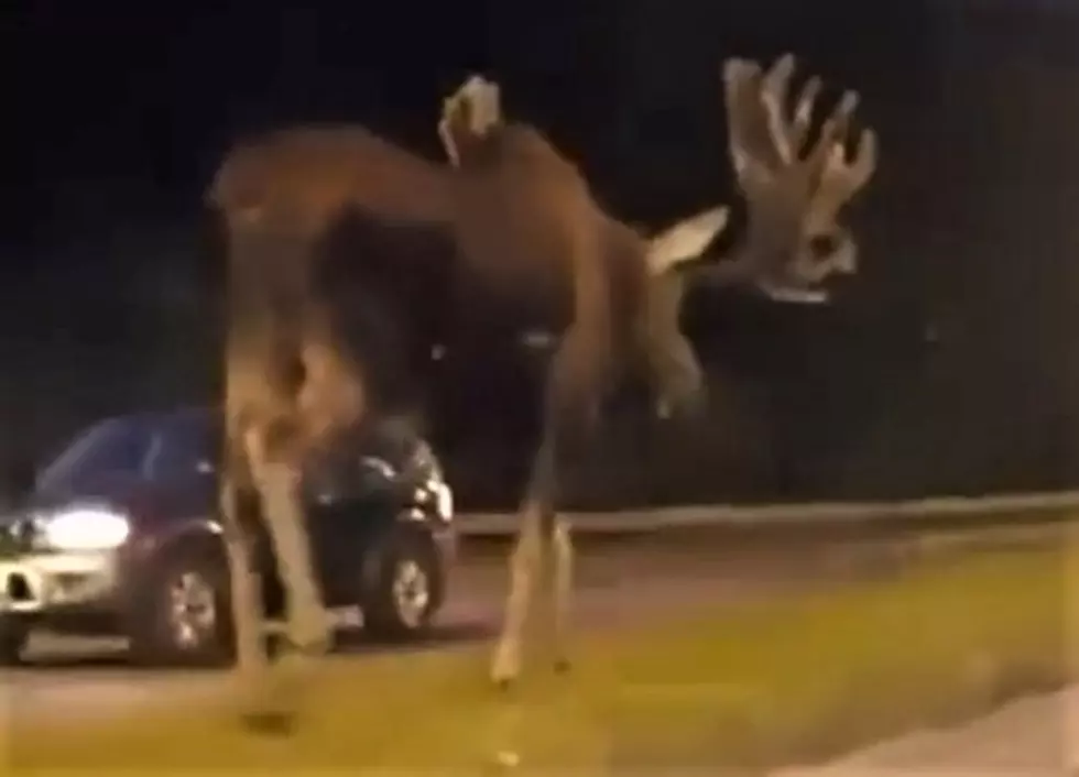 How Big Is A Moose? Let This Tiktoker Show You…
