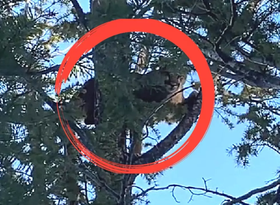 (Warning Graphic) WATCH: Wyoming Bow Hunter Kills Mountain Lion With One Shot