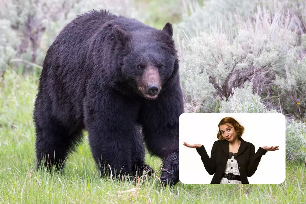 National Park Service Hilariously Urges Visitors to NOT Sacrifice Friends to Bears