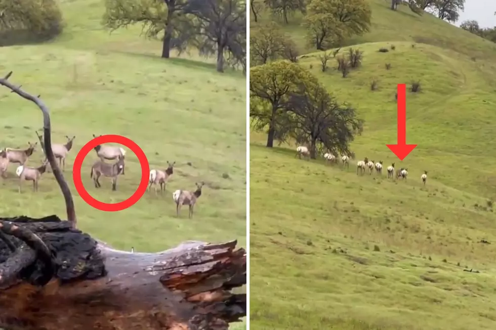 WATCH: Lost Donkey Going Viral for Successfully Joining Elk Herd in Wyoming