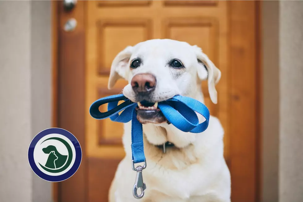 Hey Casper: Sign Up for Metro Animal Services’ New ‘Doggy Day Out’
