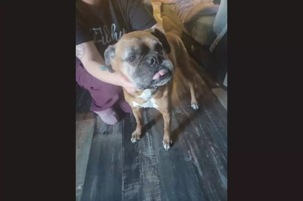 Found in Evansville: Help This Sweet Pup Find Her Way Home